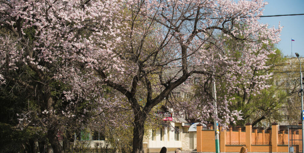 Празднуем День Омского абрикоса