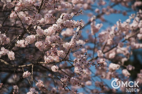 В Омске расцвел абрикос