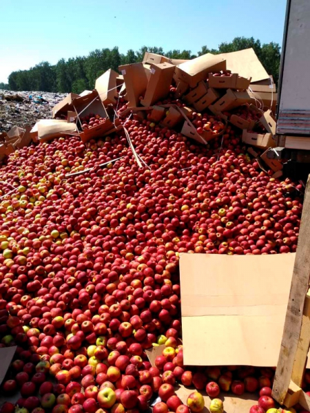
									«Яблоки продолжат везти: не из Польши, так из Новой Зеландии» 