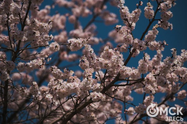 В Омске расцвел абрикос