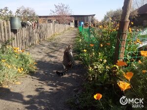 День фармацевта, ОГЭ-2022 и посевной календарь. Что ищут омичи в интернете 19 мая