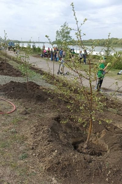
									Более 5 тысяч омичей вышли сажать деревья на Иртышскую набережную   [ФОТО]  
