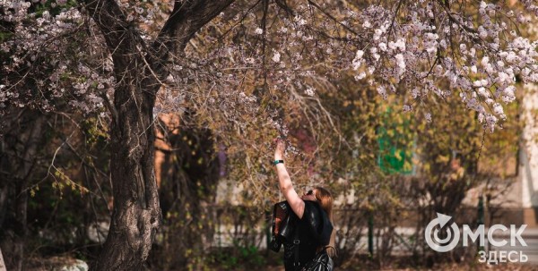 В Омске расцвел абрикос