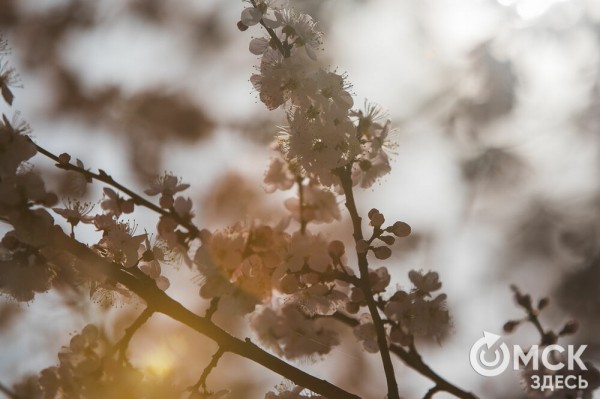 В Омске расцвел абрикос