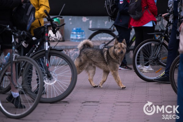 Тысячи омичей проехали по центру города на великах Тысячи омичей проехали по центру города на великах