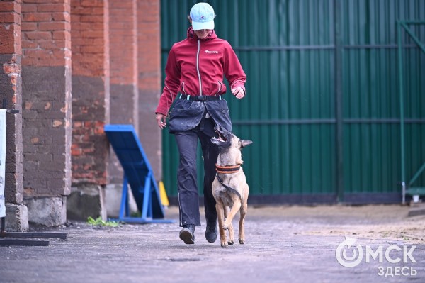 Кинодром, выставочный ринг и помывочная. В Омске появилось новое пространство для собак