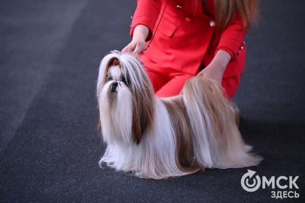 Кинодром, выставочный ринг и помывочная. В Омске появилось новое пространство для собак