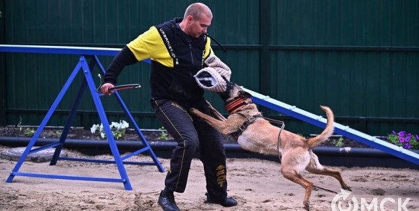 Кинодром, выставочный ринг и помывочная. В Омске появилось новое пространство для собак