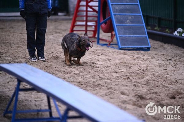Кинодром, выставочный ринг и помывочная. В Омске появилось новое пространство для собак