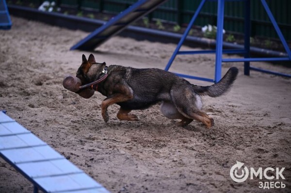 Кинодром, выставочный ринг и помывочная. В Омске появилось новое пространство для собак