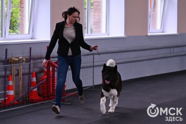 Кинодром, выставочный ринг и помывочная. В Омске появилось новое пространство для собак