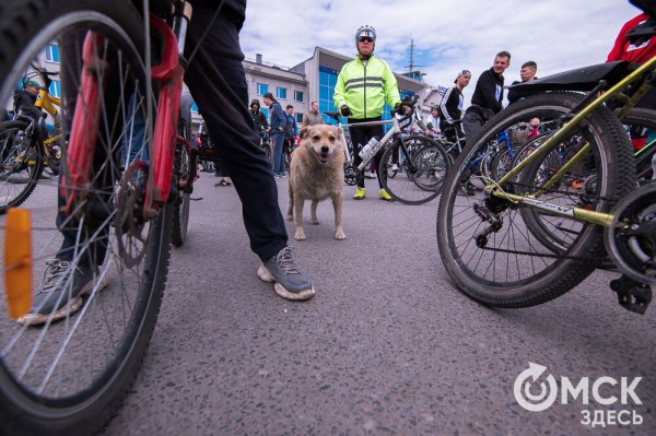Тысячи омичей проехали по центру города на великах Тысячи омичей проехали по центру города на великах