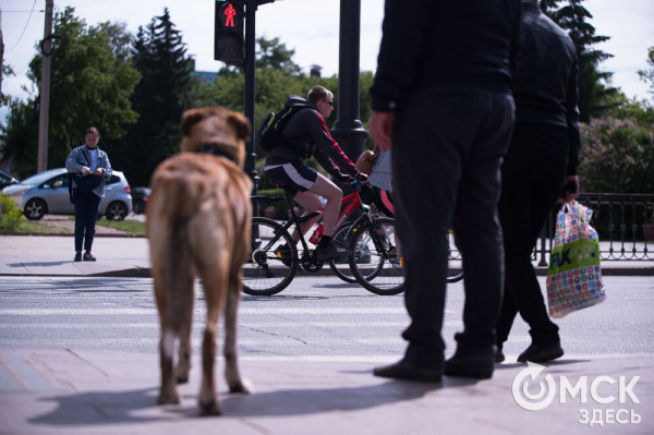 Тысячи омичей проехали по центру города на великах Тысячи омичей проехали по центру города на великах