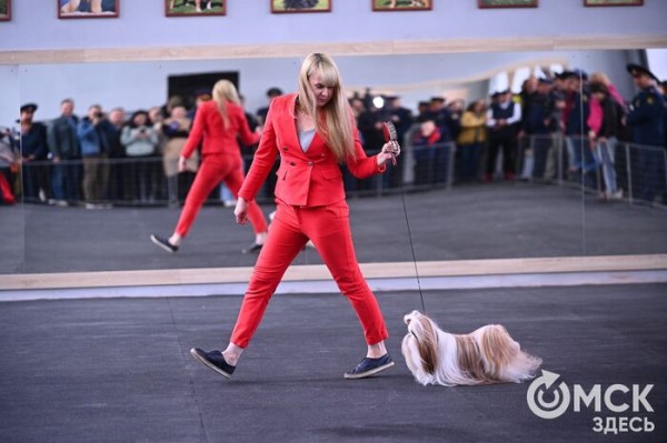 Кинодром, выставочный ринг и помывочная. В Омске появилось новое пространство для собак