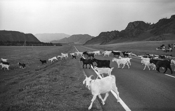 Они, как вампиры, не отражаются в зеркалах и не отбрасывают тени. Отмечаем День фотографа