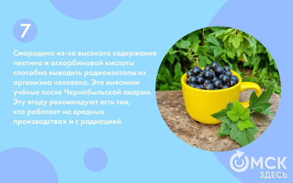 Смородина: какую выбрать и почему она так полезна Смородина: какую выбрать и почему она так полезна