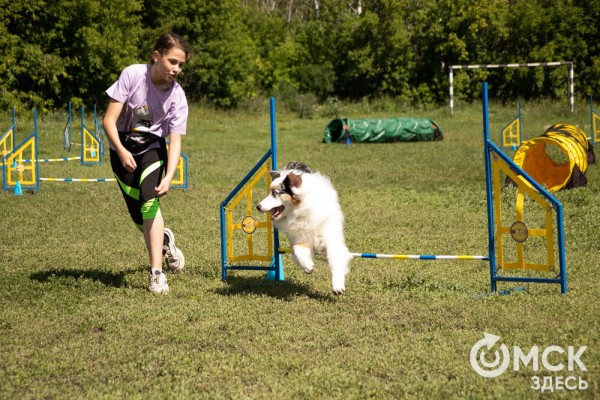 От чихуахуа до немецкой овчарки. Как в Омске прошли соревнования по аджилити