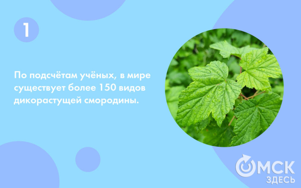 Смородина: какую выбрать и почему она так полезна Смородина: какую выбрать и почему она так полезна