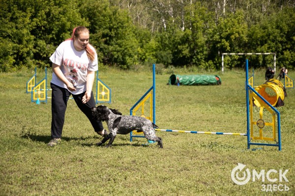 От чихуахуа до немецкой овчарки. Как в Омске прошли соревнования по аджилити