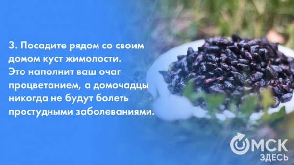 Жарим жимолость и завариваем чай. Всё о пользе этой июньской ягоды