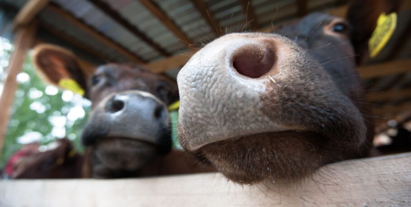 Косить, доить и подтягиваться. Необычные соревнования в Омске Косить, доить и подтягиваться. Необычные соревнования в Омске