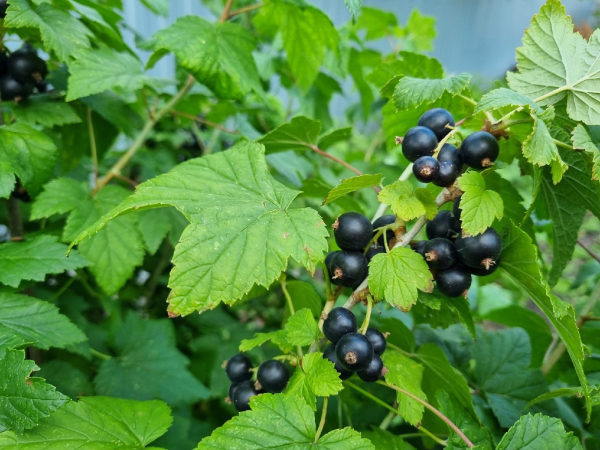 Смородина: какую выбрать и почему она так полезна Смородина: какую выбрать и почему она так полезна