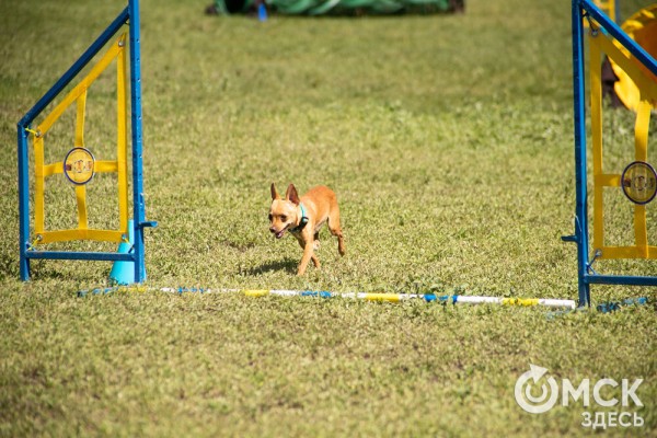 От чихуахуа до немецкой овчарки. Как в Омске прошли соревнования по аджилити
