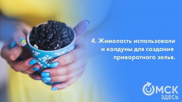 Жарим жимолость и завариваем чай. Всё о пользе этой июньской ягоды