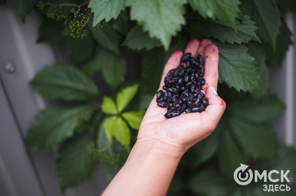 Жарим жимолость и завариваем чай. Всё о пользе этой июньской ягоды