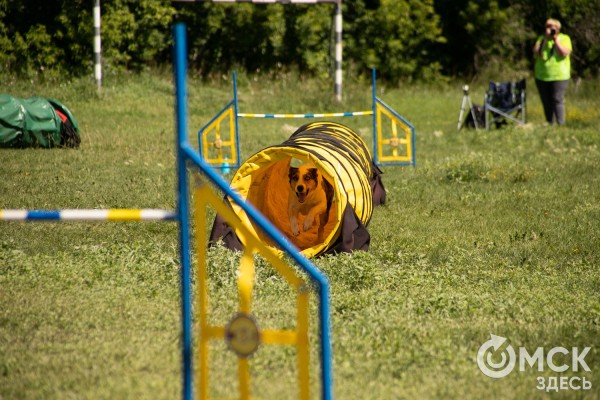 От чихуахуа до немецкой овчарки. Как в Омске прошли соревнования по аджилити