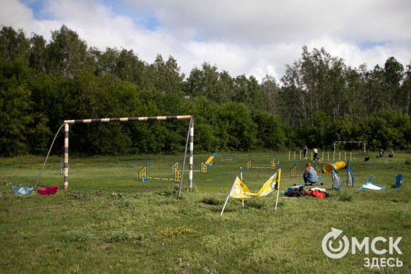 От чихуахуа до немецкой овчарки. Как в Омске прошли соревнования по аджилити