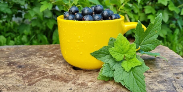 Смородина: какую выбрать и почему она так полезна Смородина: какую выбрать и почему она так полезна