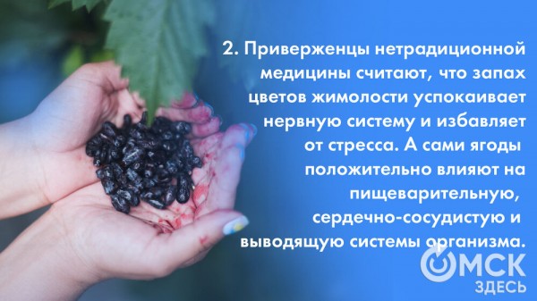 Жарим жимолость и завариваем чай. Всё о пользе этой июньской ягоды