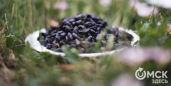 Жарим жимолость и завариваем чай. Всё о пользе этой июньской ягоды