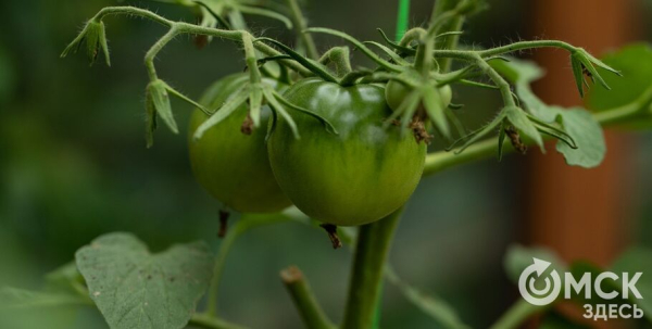 Гамак против лопаты - вечный спор дачников