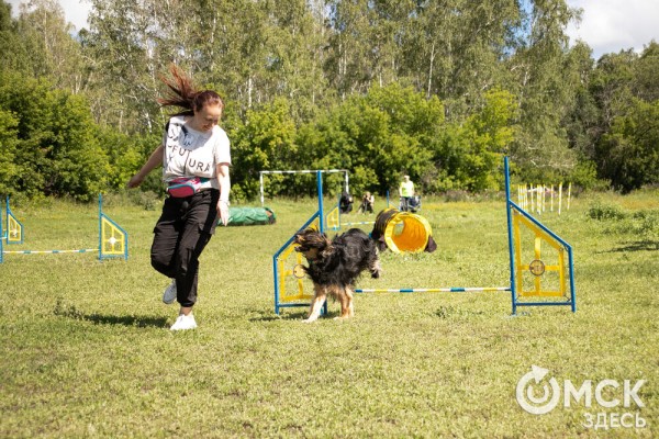 От чихуахуа до немецкой овчарки. Как в Омске прошли соревнования по аджилити