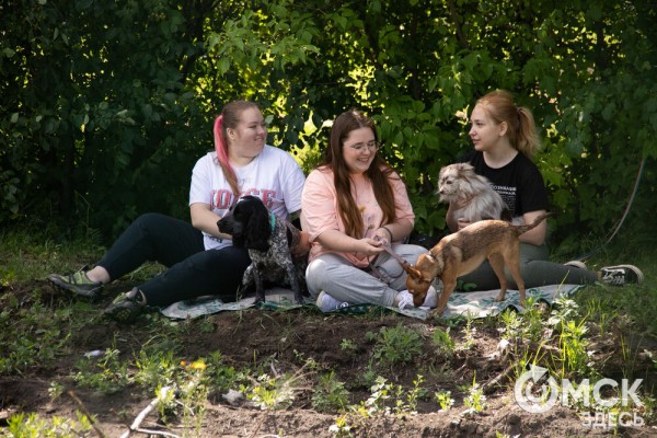 От чихуахуа до немецкой овчарки. Как в Омске прошли соревнования по аджилити