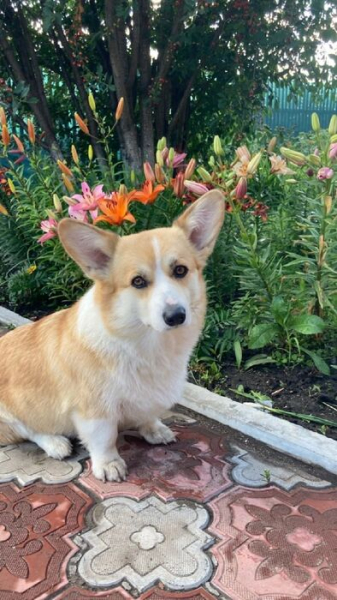 Гамак против лопаты - вечный спор дачников