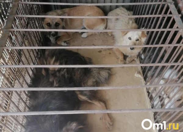 Бизнес на смерти. Омские зоозащитники обвиняют подрядчика по отлову собак в живодёрстве