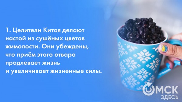 Жарим жимолость и завариваем чай. Всё о пользе этой июньской ягоды