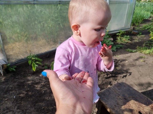 Жарим жимолость и завариваем чай. Всё о пользе этой июньской ягоды