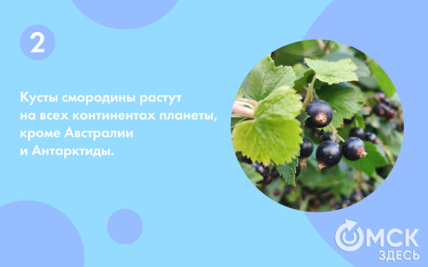 Смородина: какую выбрать и почему она так полезна Смородина: какую выбрать и почему она так полезна