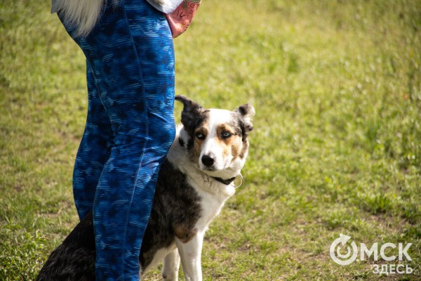 От чихуахуа до немецкой овчарки. Как в Омске прошли соревнования по аджилити