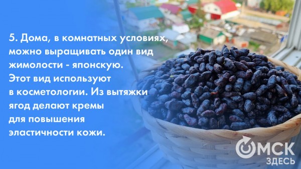 Жарим жимолость и завариваем чай. Всё о пользе этой июньской ягоды