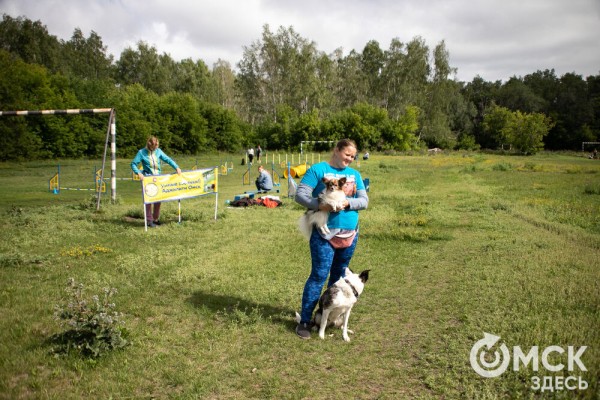 От чихуахуа до немецкой овчарки. Как в Омске прошли соревнования по аджилити