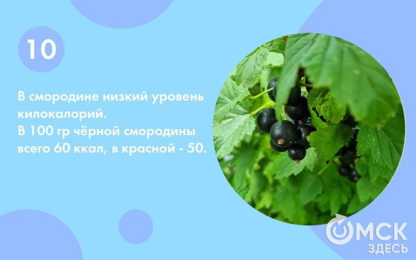 Смородина: какую выбрать и почему она так полезна Смородина: какую выбрать и почему она так полезна