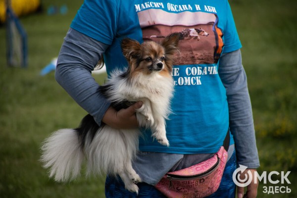 От чихуахуа до немецкой овчарки. Как в Омске прошли соревнования по аджилити