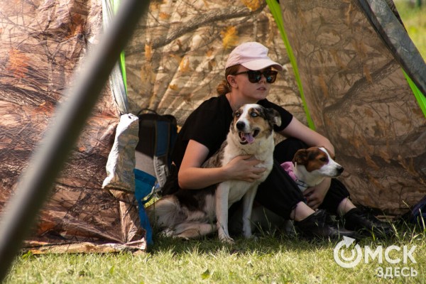 От чихуахуа до немецкой овчарки. Как в Омске прошли соревнования по аджилити