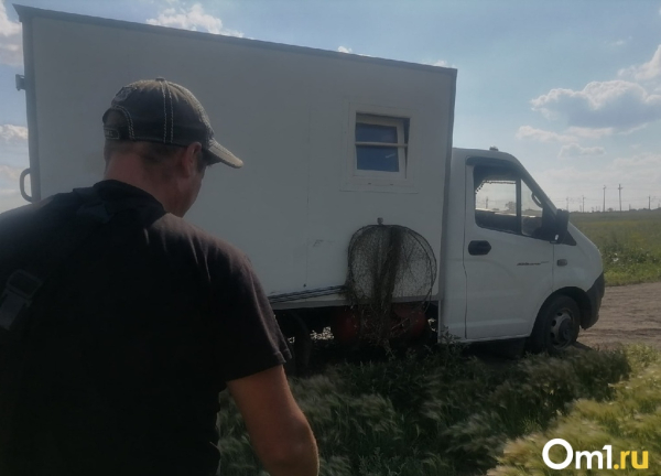 Бизнес на смерти. Омские зоозащитники обвиняют подрядчика по отлову собак в живодёрстве