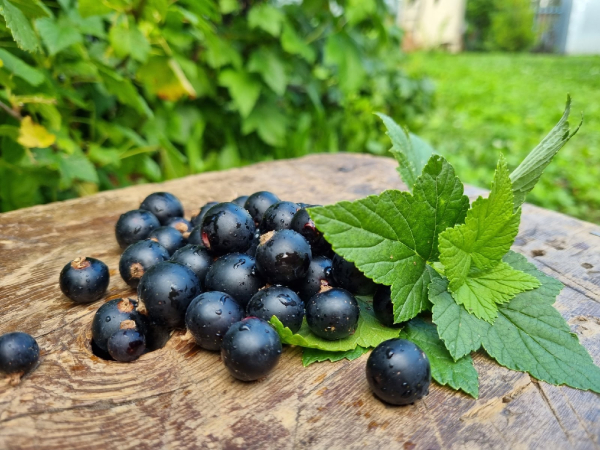 Смородина: какую выбрать и почему она так полезна Смородина: какую выбрать и почему она так полезна